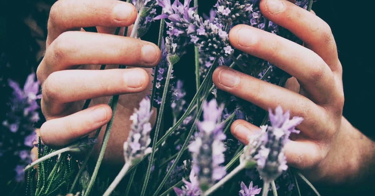 Natural hair care ingredients for lavender calendula salve recipe.