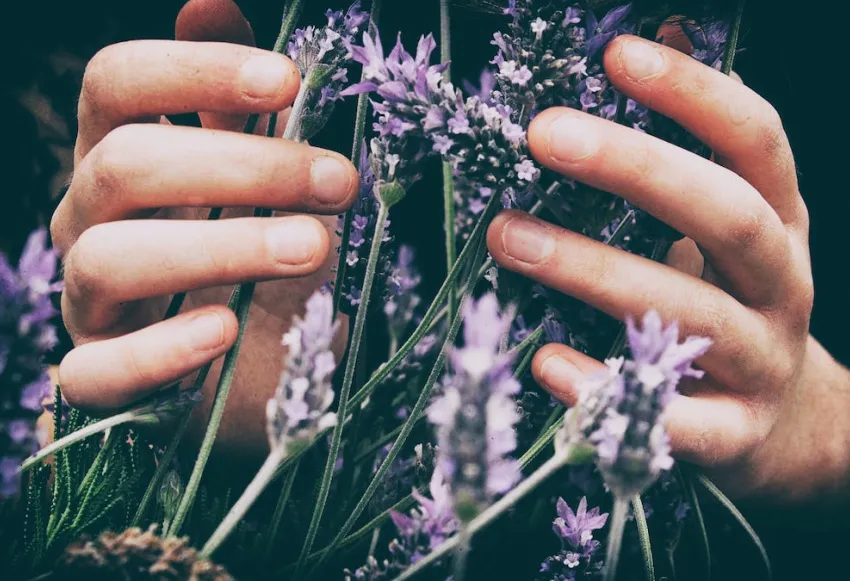 Natural hair care ingredients for lavender calendula salve recipe.