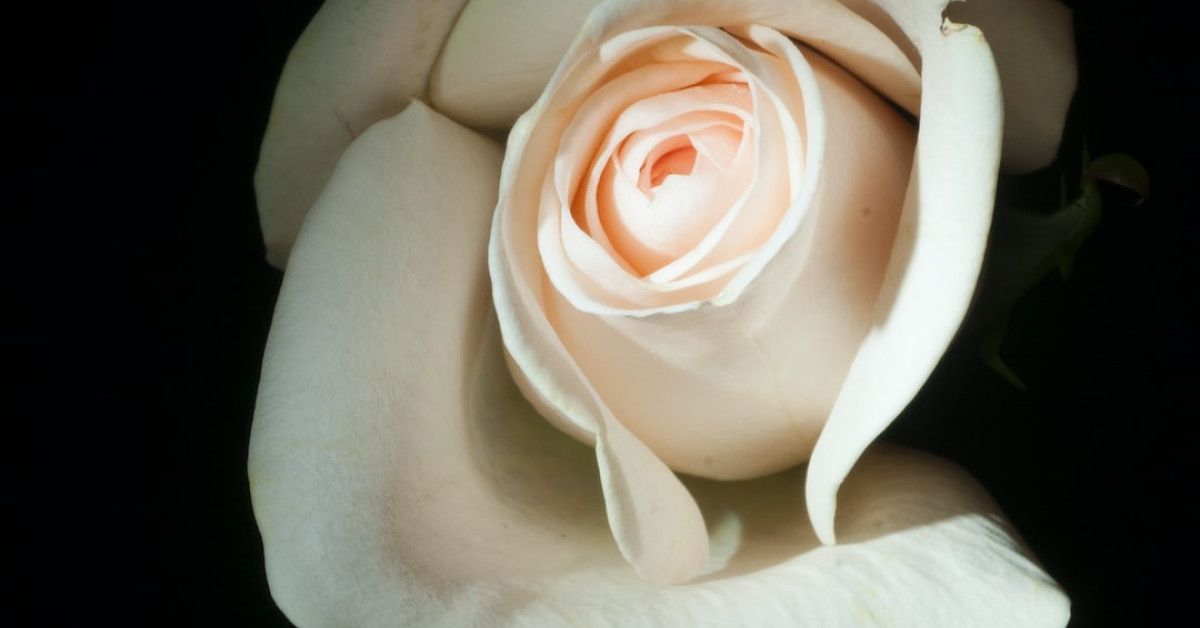 Unlock the Secret to Beautiful Skin with Rose Essential Oil