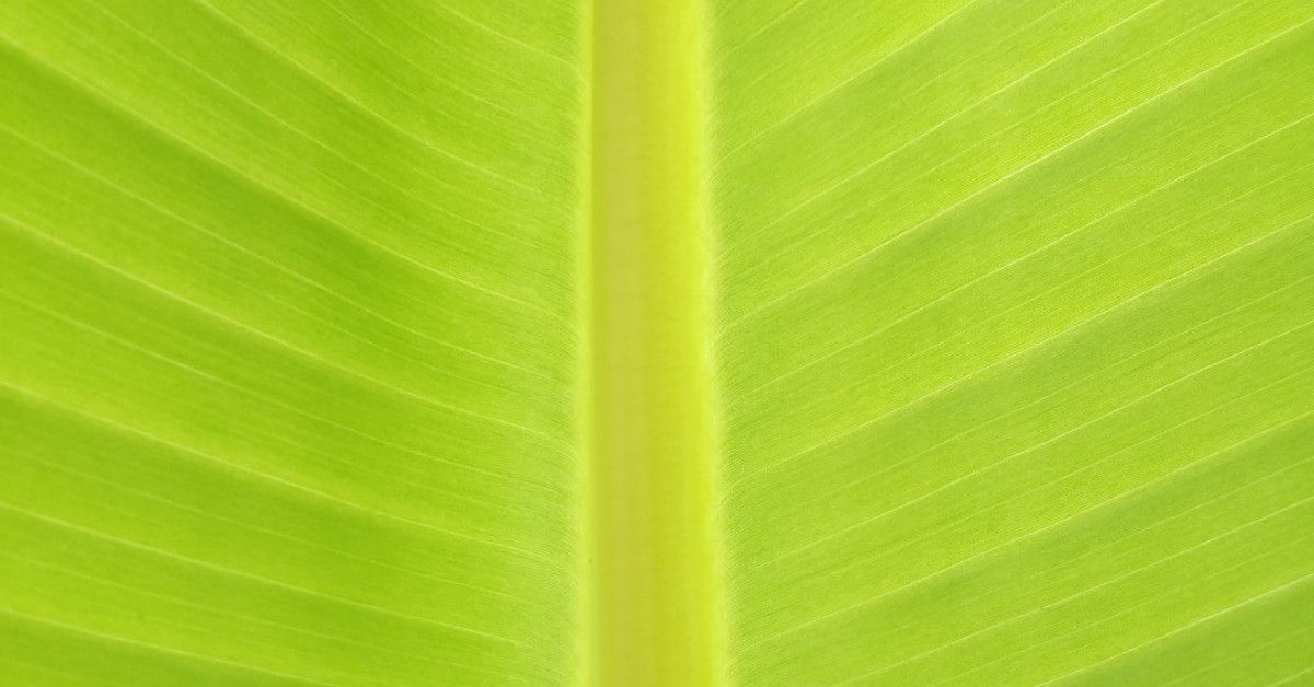 "Green Tea SPF Lip Balm for Hair Care Protection"