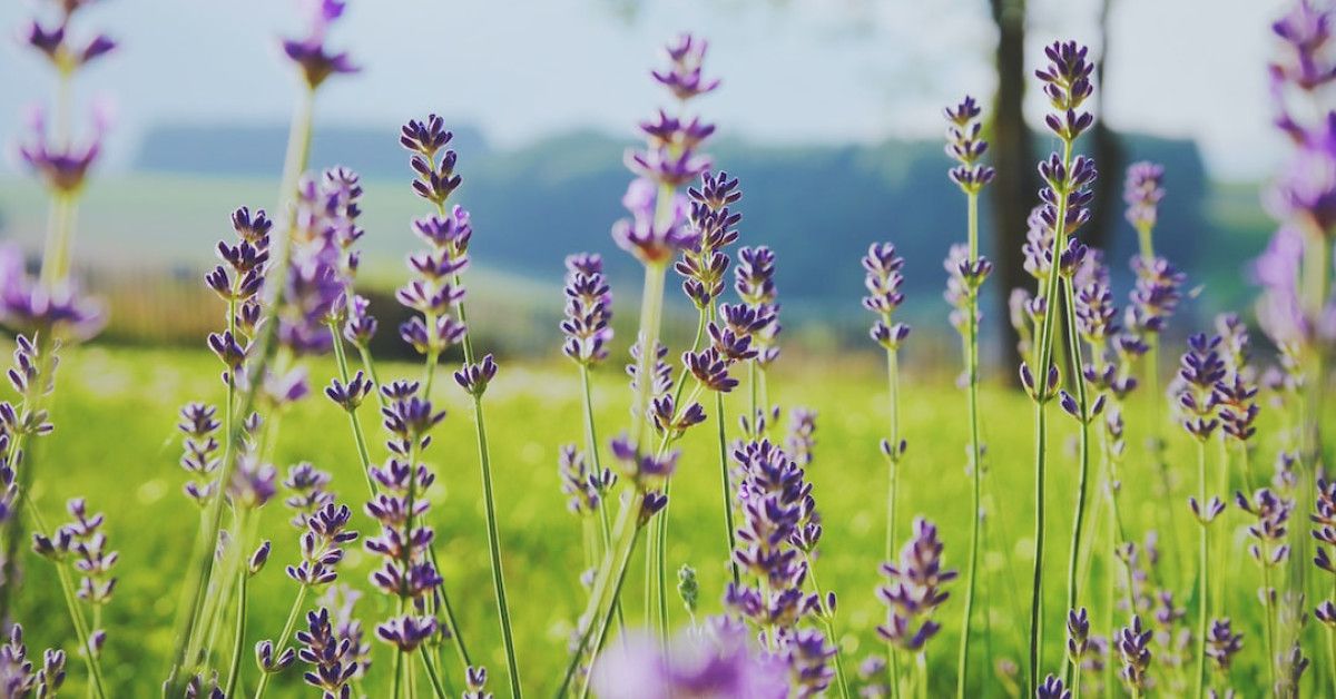 Discover homemade lavender bath salts for ultimate relaxation and indulgence.