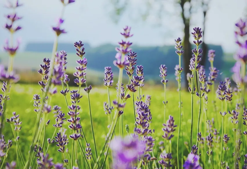 Discover homemade lavender bath salts for ultimate relaxation and indulgence.